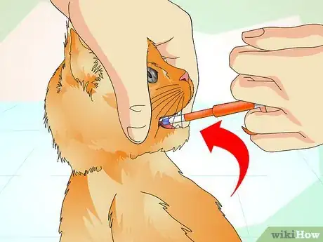 Step 2 减轻猫的痛苦。