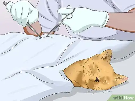 Step 4 考虑给猫咪进行绝育手术。