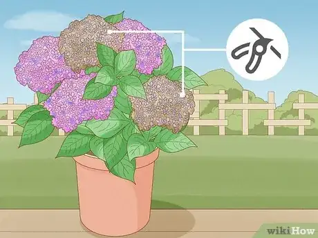 Step 3 修剪你的花。