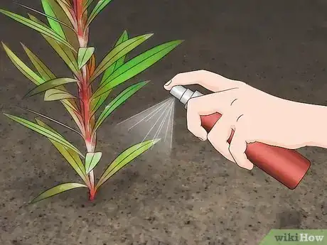 Step 4 在植物表面洒一些胡椒喷雾或辣椒酱。