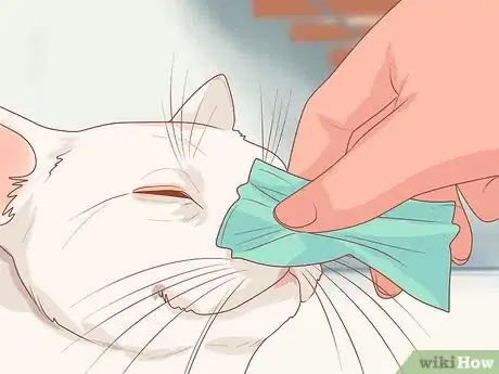 Step 5 定时清理猫咪的鼻子。