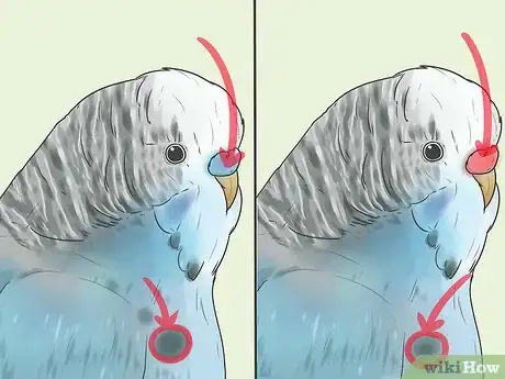 Step 2 识别雄性鹦鹉。