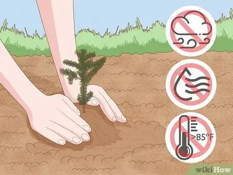 Step 5 选择合适的日子种植幼株。