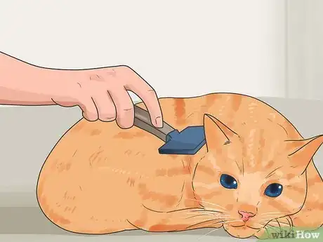 Step 1 定期给猫咪梳理毛发。