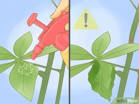 Step 5 先在植物的一小部分上面做实验。