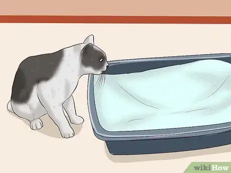 Step 1 重新训练猫咪。