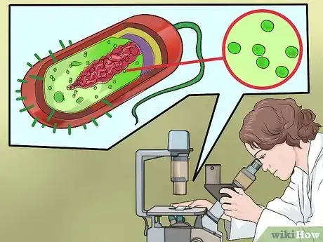 Step 3 看看有没有核糖体（而无其他细胞器）。