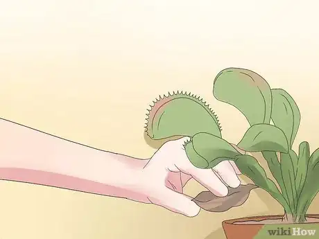 Step 2 修剪植物。