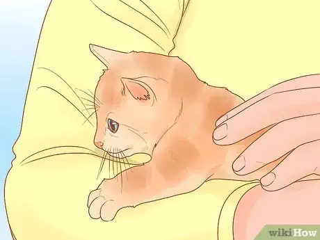 Step 5 尽量多关心小猫咪。