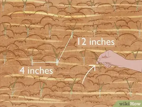 Step 3 种植的秧苗保持距离，防止过于拥挤。