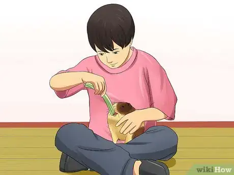 Step 2 让你的孩子帮你照料豚鼠。