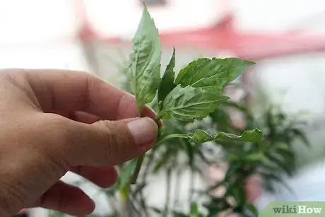 Step 2 要进行干燥的草本植物需在其开花前采摘，开花前植物上会长很多的花蕾来预示。