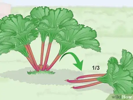 Step 2 每个收获季节只摘取每株大黄1/3的茎干。