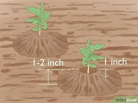 Step 5 移植幼苗。