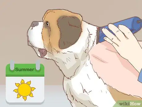 Step 3 按时节给爱犬剃毛。