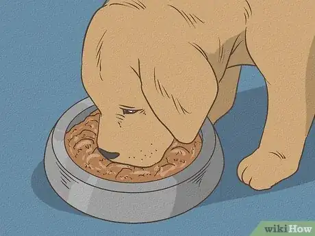 Step 3 鼓励幼犬进食幼犬粮。