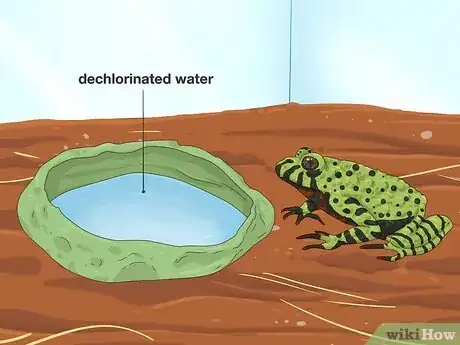 Step 4 确保蟾蜍能有足够的水。