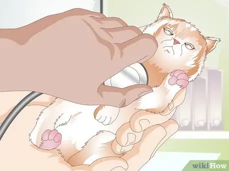 Step 4 预防导致小猫夭折的疾病。