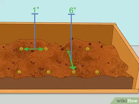 Step 3 调整植株间距。