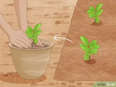 Step 4 将植物种在花盆里。