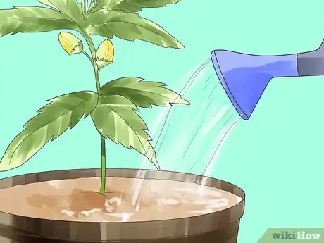 Step 8 注意开花。