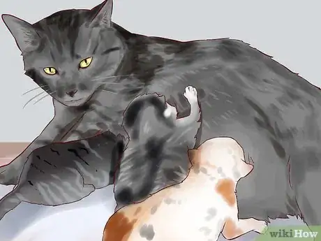 Step 1 找一只母猫为小猫哺乳。