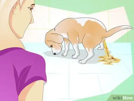 Step 2 观察爱犬。