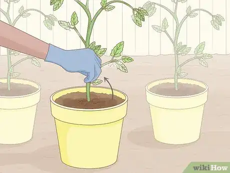 Step 1 立即把有虫害的植株与其他植株隔离开来。