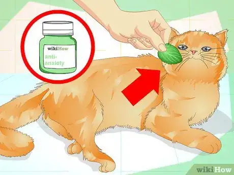 Step 3 帮助猫咪摆脱焦虑。