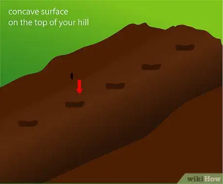 Step 2 播种种子。