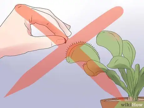 Step 1 知道你不需要给植物喂虫子（但是如果你想也可以这么做）。