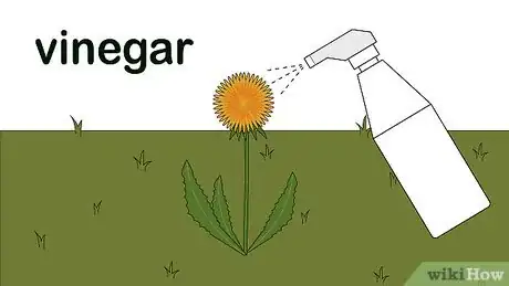 Step 2 用醋喷蒲公英。