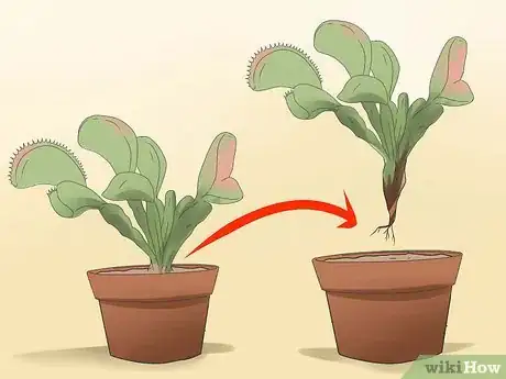 Step 3 给植物换盆。