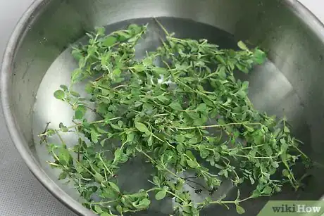 Step 3 轻轻地清洗植物，水尽量用少点以防止植物互相碰撞。