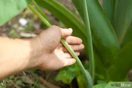 Step 13 不要弄伤块茎。