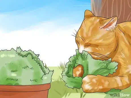 Step 2 种点猫薄荷。