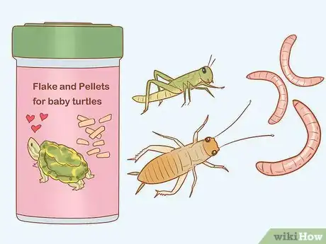 Step 4 给刚孵出的幼龟提供各种食物。
