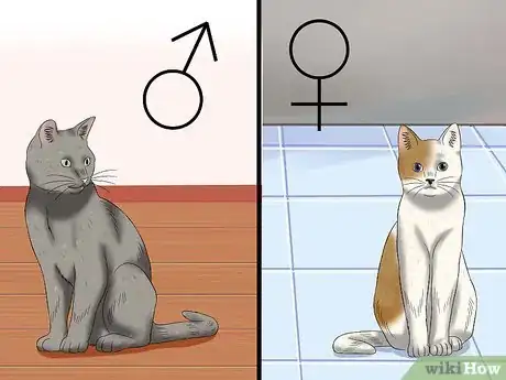 Step 2 将她和雄性猫咪隔离开。