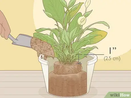 Step 4 将你的植物移入一个新的容器内。