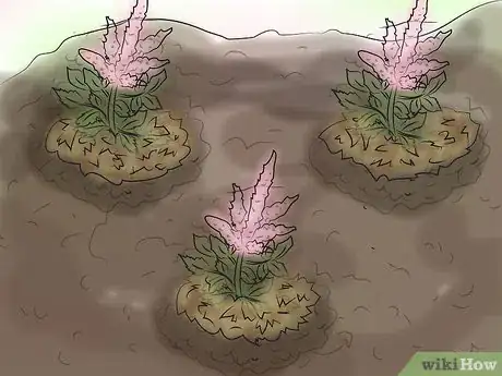 Step 3 植物上面要有一层覆盖物。