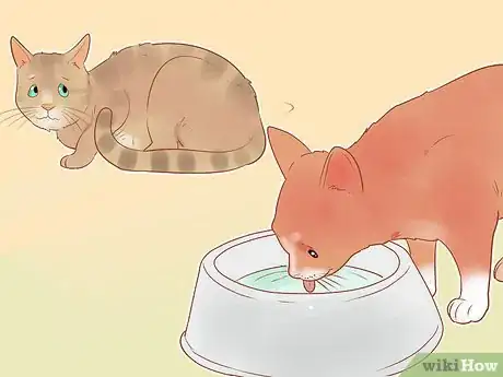 Step 5 检查你的猫是否脱水。