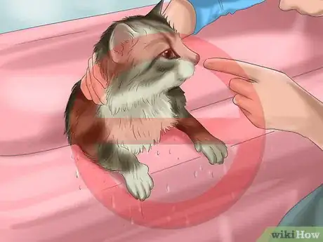 Step 2 不要打你的猫。