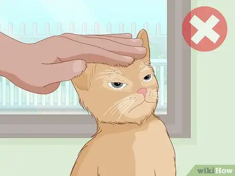 Step 2 不要拍打猫咪。