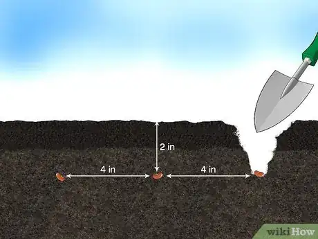 Step 3 每颗种子埋在2.5-5厘米深的地方。