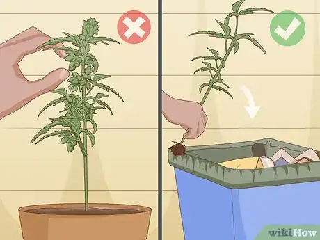 Step 5 把雄性植株拔出来扔掉，除非你想要留种。