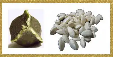 Oleifera and Stenopetala Comparison.JPG