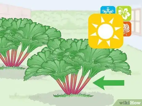 Step 2 大黄的收获季能从晚春一直持续到仲夏。