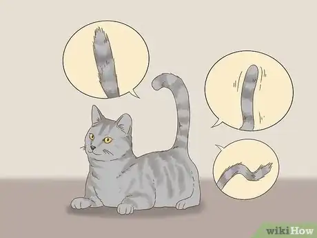 Step 1 观察猫咪的尾巴。