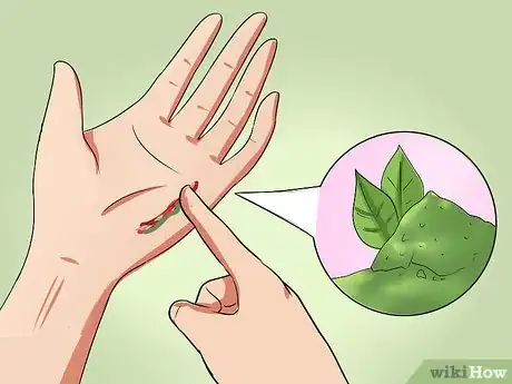 Step 2 涂绿茶提取物。