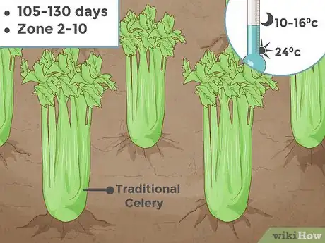 Step 3 传统芹菜(拉丁名：Apium graveolens var. dulce)：在USDA植物抗寒区2到10区种植。